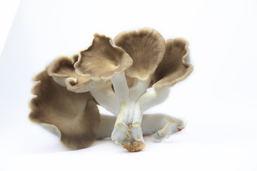 Sajor-caju Mushroom