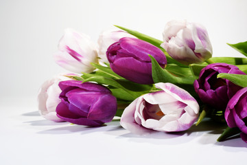 Flowers - Tulips, Tulip