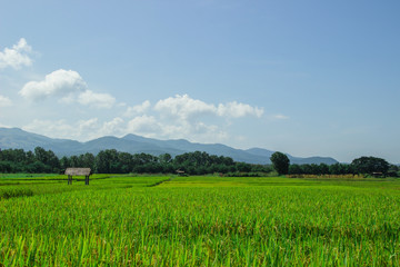 Cottage in the field