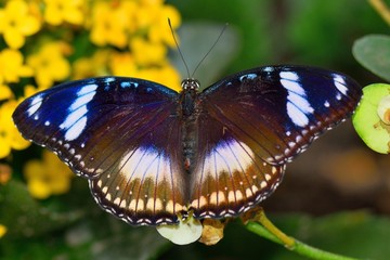 farfalla 
