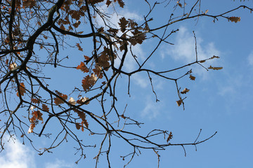 branches and oak leaves in autumn