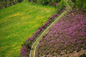 Camino entre las flores