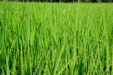 Field of rice 