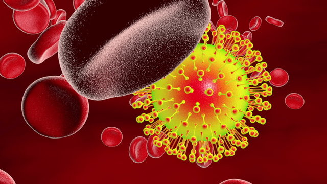 Zika virus in blood with red blood cells, a virus which causes Zika fever found in Brazil and other tropical countries. Zika fever in pregnant women leads to microcephaly in fetus