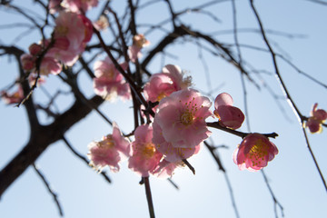Flowers of ume of blooming in Japan, early spring.