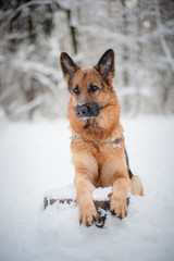 German shepherd dog