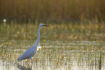 Reiher