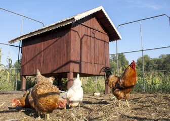 Some brown chickens and rooster in front of a wooden chicken house