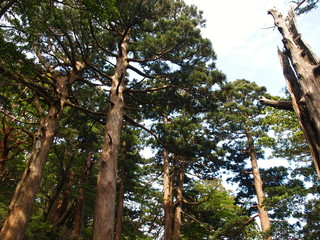 新高塚小屋前のヒメシャラ／屋久島