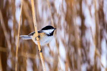 The black-capped chickadee  is a small, non migratory, North American songbird that lives in deciduous and mixed forests. It is a very underrated friendly bird that will gladly take food from hands. 