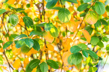 Beautiful yellow autumn leaves 