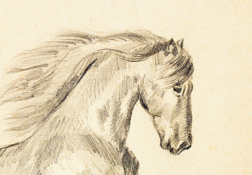 Draw pencil horse on old paper, original hand draw.