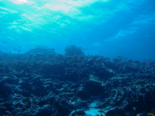 coral reef silhouette in the deep and dark blue sea, Pacific Ocean