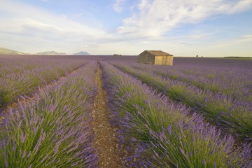 House in a lavender field, Plateau de Valensole, Provence, France