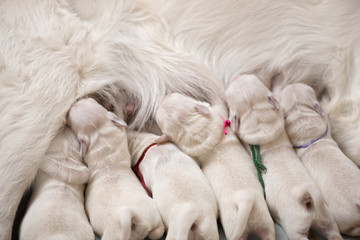 puppies drinking milk from mother