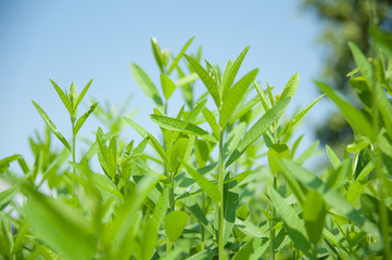 Obraz premium Dense grasses 