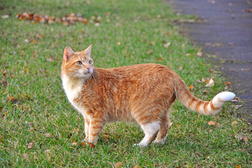 cat walking