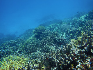 Coral reef ecosystem in the deep blue sea, Pacific Ocean