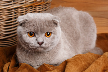 gray cat with yellow eyes Scottish Fold