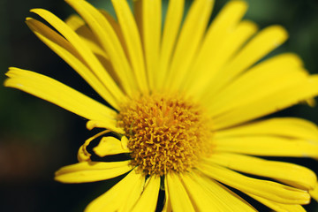 Beautiful fresh yellow flower heads,closeup