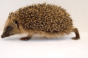 Junger Igel
