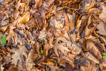 Fallen leaves on the bottom of a forest