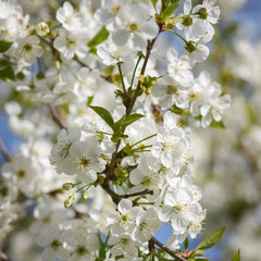 Fototapeta premium white flowers blooming on branch
