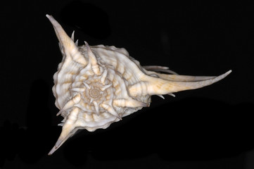 Murex ternispina, a species of marine gastropod mollusk in the family Muricidae