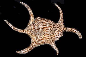 Harpago chiragra (Chiragra spider conch), a species of very large sea snail, a marine gastropod mollusk in the family Strombidae