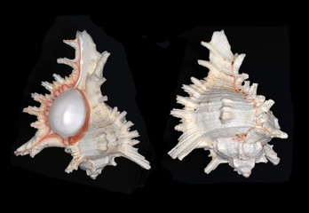 Chicoreus ramosus (ramose murex or branched murex), a species of marine gastropod mollusk in the family Muricidae