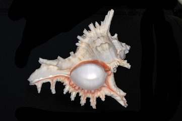 Chicoreus ramosus (ramose murex or branched murex), a species of marine gastropod mollusk in the family Muricidae