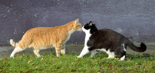 kiss cats, spring