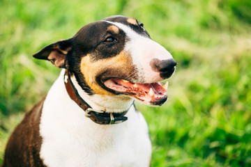 Bull terrier Dog Portrait At Green Grass. Other names - Bully, T