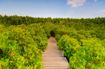 Fototapeta na wymiar Wooden bridge and mangrove field. Boardwalk in Tung Prong Thong