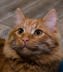 Ginger Cat . Animal portrait.