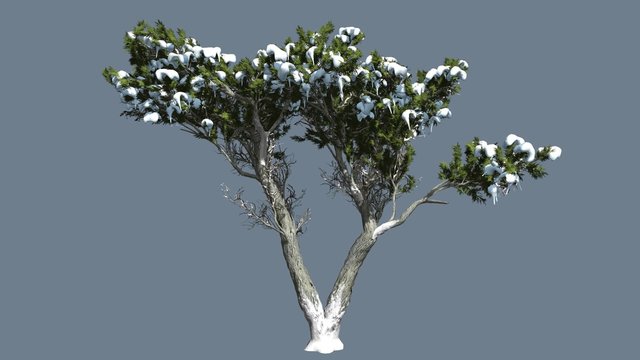 Monterey Cypress Doubled Trunk Snow on a Crown Hesperocyparis Macrocarpa Coniferous Evergreen Tree is Swaying at The Wind in Winter Daytime