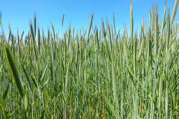 Wheat Field in Summer