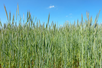 Fototapeta premium Wheat Field in Summer