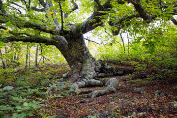 Big old beech tree on the slopes of Mount Demerdzhi in the Crimea
