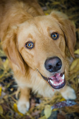 Happy Golden Retriever smiling with cheerful eyes
