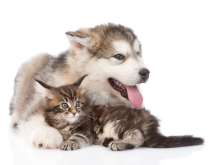Fototapeta premium alaskan malamute puppy hugging maine coon kitten looking away. i