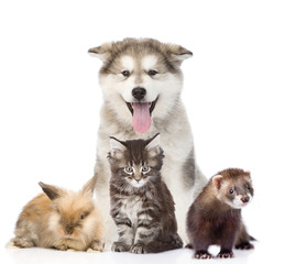 Large group of pets. Isolated on white background