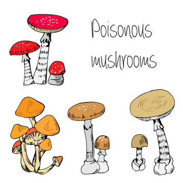 Type of poisonous mushrooms