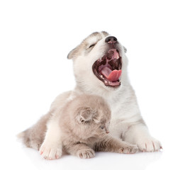Yawning Siberian Husky puppy dog embracing small scottish cat. i
