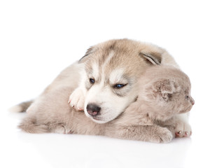 sleeping Siberian Husky puppy dog hugs scottish cat. isolated on