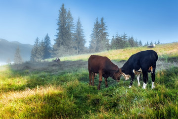Fototapeta na wymiar Carpathian Mountains. Cows lie on the slopes under
