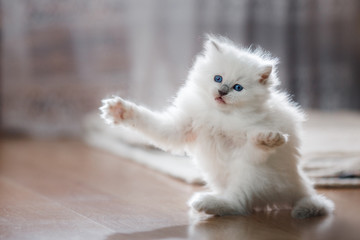  Ragdoll blue point kitten
