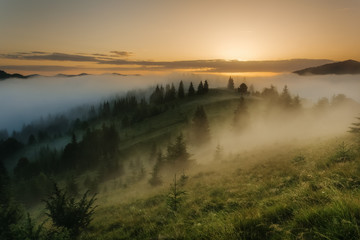 Carpathian Mountains. Foggy sunrise over the edge of the forest