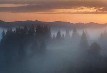 Carpathian Mountains. Foggy sunrise over the edge of the forest