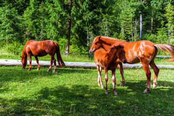 Naklejka na ściany i meble Carpathian Mountains. Horses grazing in the meadow.